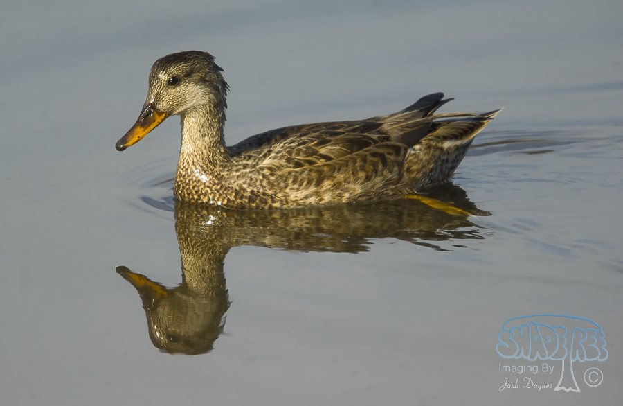 Gadwall - Mareca strepera