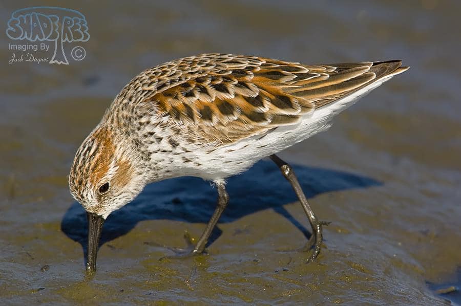 Western Sandpiper - Calidris mauri