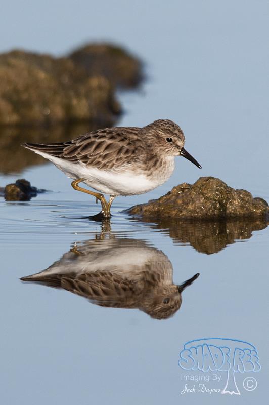 Least Sandpiper - Calidris minutilla