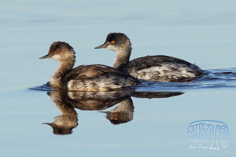 Eared Grebe - Podiceps nigricollis