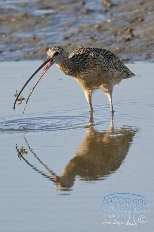 Long-Billed Curlew - Numenius americanus