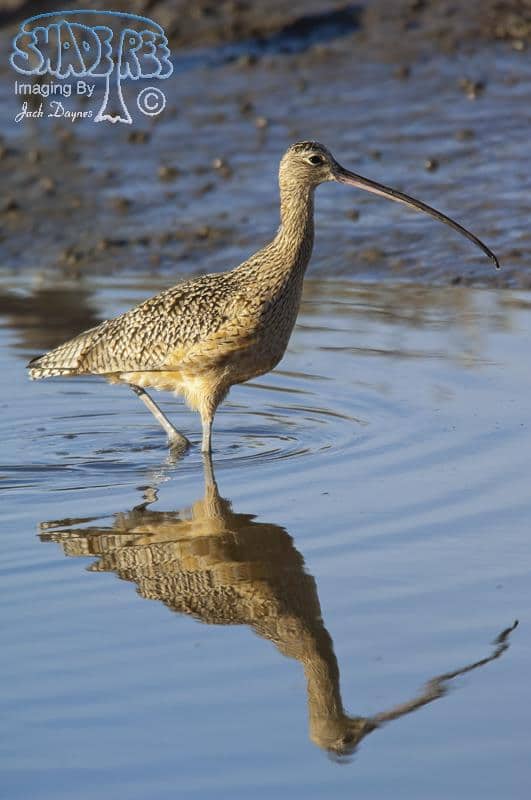 Long-Billed Curlew - Numenius americanus