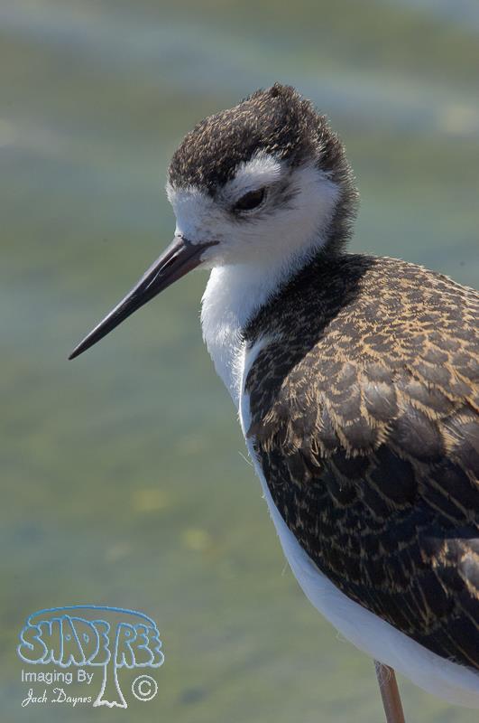 Black-Necked Stilt - Himantopus mexicanus