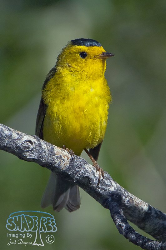 Wilson's Warbler - Wilsonia pusilla