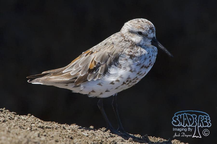 Western Sandpiper - Calidris mauri
