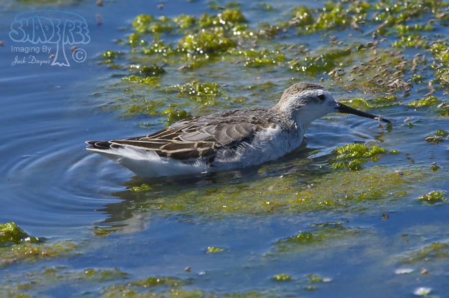 Wilson's Phalarope - Phalaropus tricolor