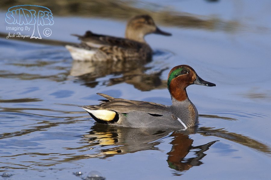 Green-Winged Teal - Anas carolinensis
