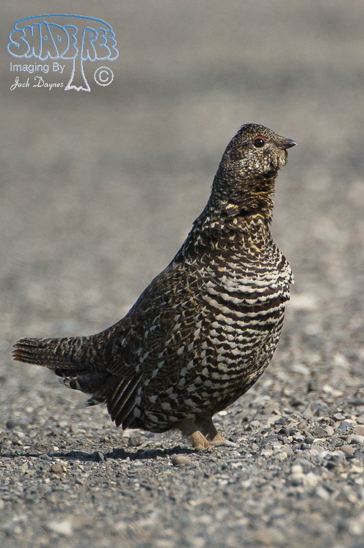 Spruce Grouse - Falcipennis canadensis