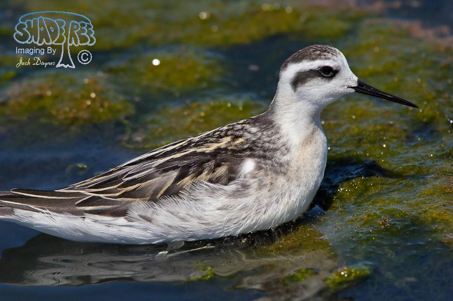 Red-Necked Phalarope - Phalaropus lobatus