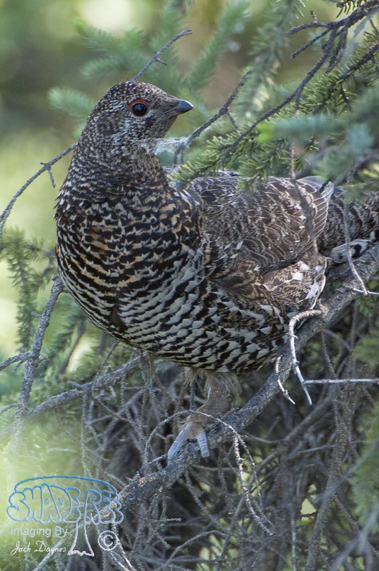 Spruce Grouse - Falcipennis canadensis