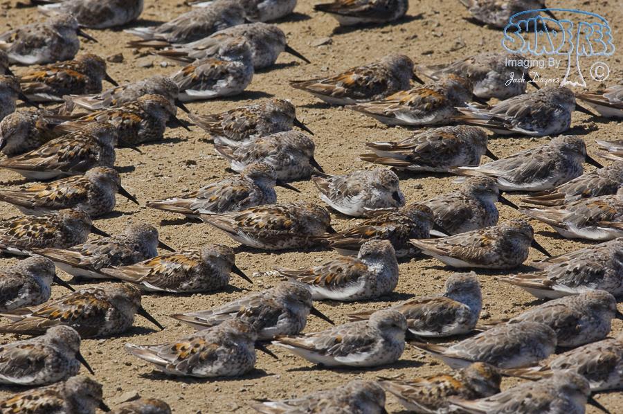 Western Sandpiper - Calidris mauri