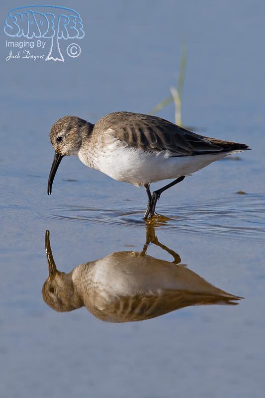 Dunlin - Calidris alpina