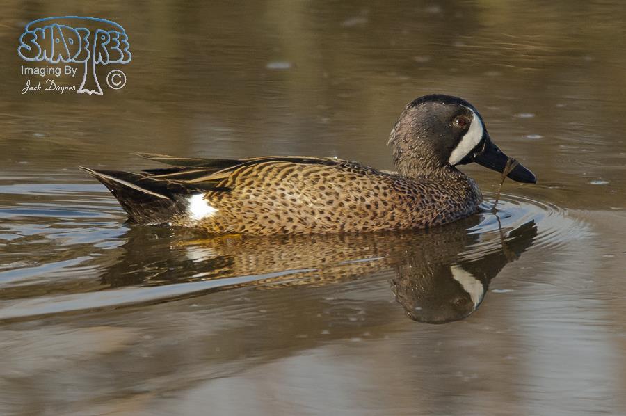 Blue-winged Teal - Anas discors