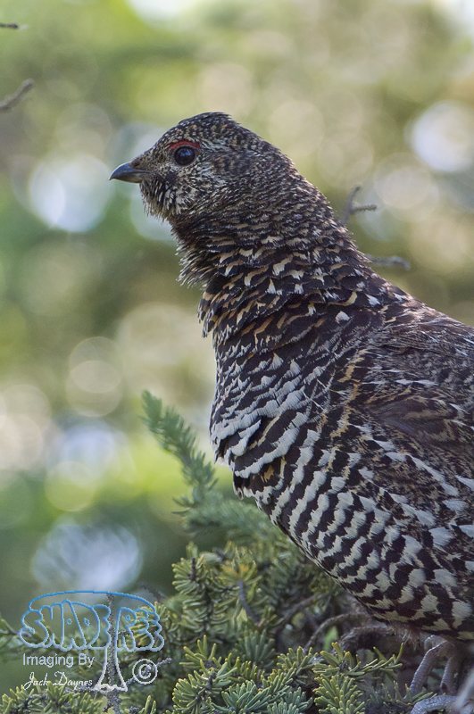 Spruce Grouse - Falcipennis canadensis
