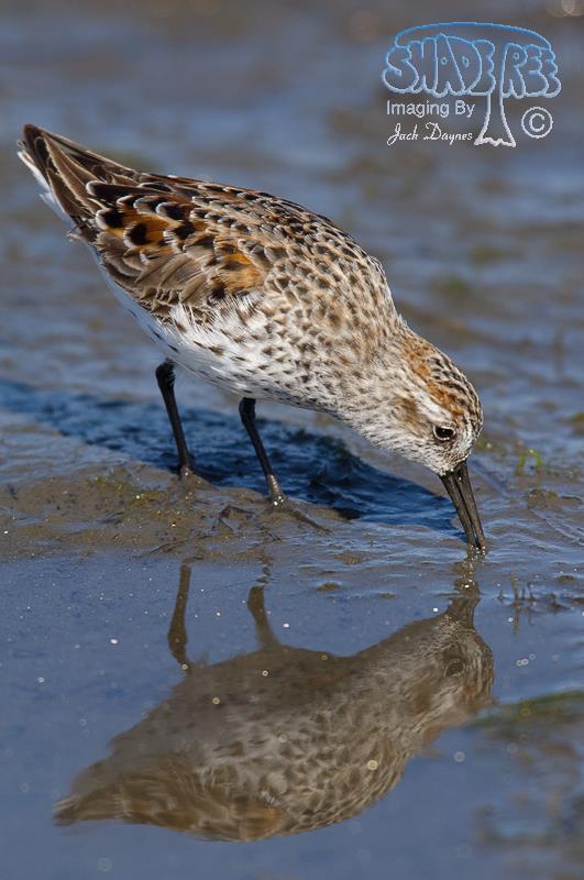 Western Sandpiper - Calidris mauri