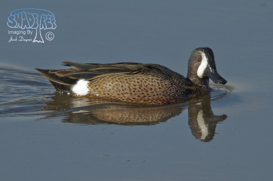 Blue-Winged Teal - Spatula discors