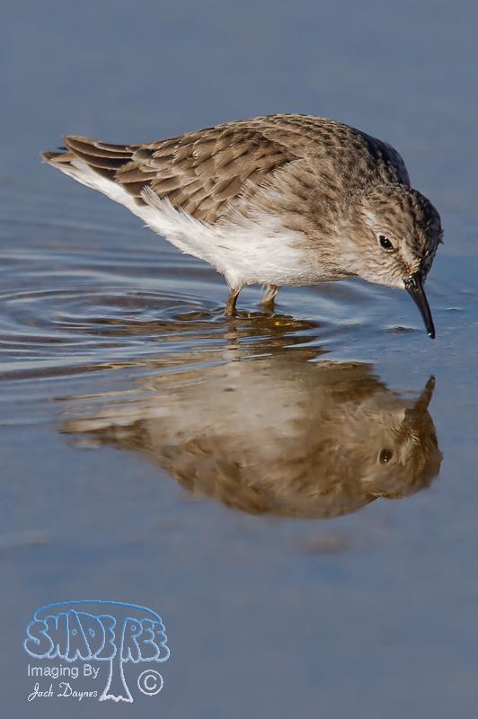 Least Sandpiper - Calidris minutilla