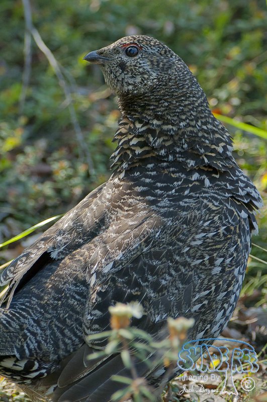 Spruce Grouse - Falcipennis canadensis