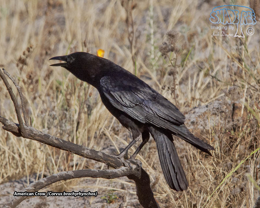 American Crow - Corvus brachyrhynchos