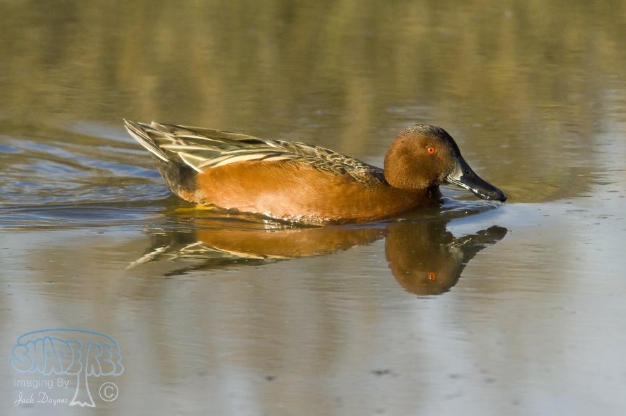 Cinnamon Teal - Spatula cyanoptera