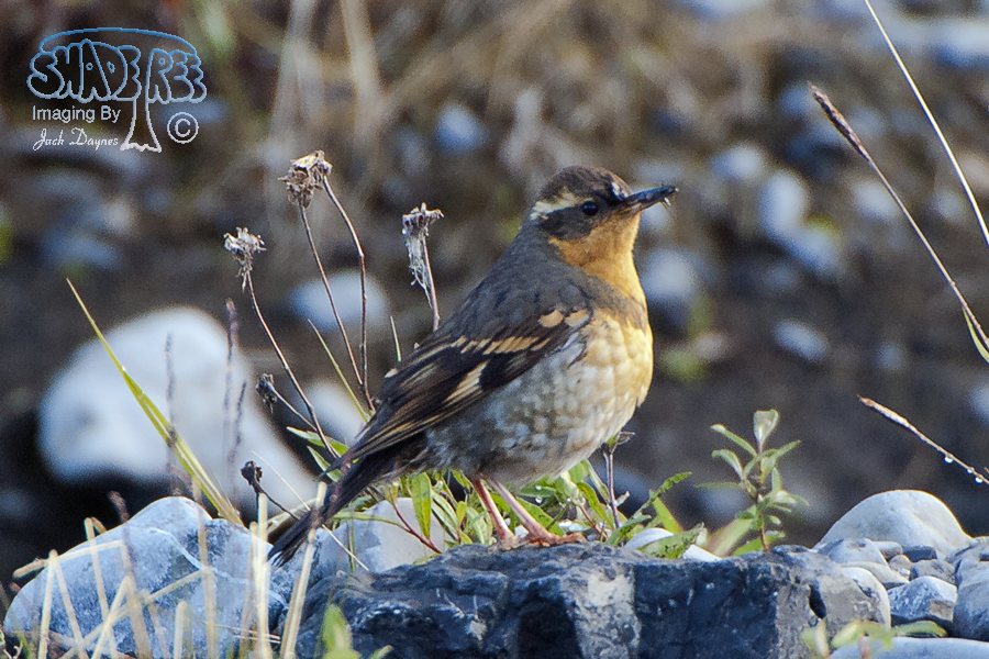 Varied Thrush - Zoothera naevia