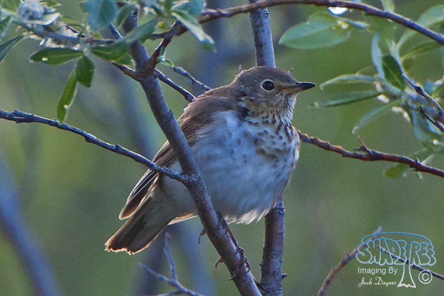 Swainson's Thrush - Catharus ustulatus