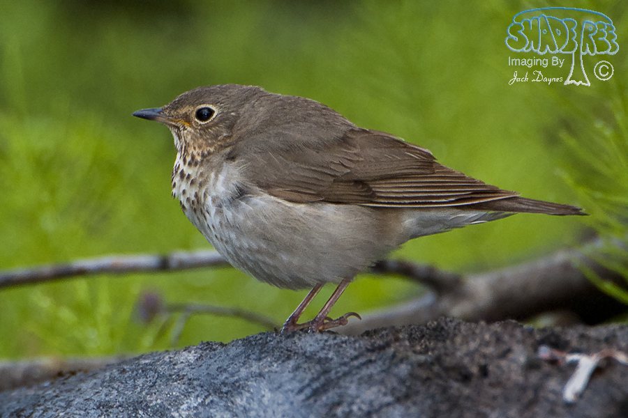 Swainson's Thrush - Catharus ustulatus