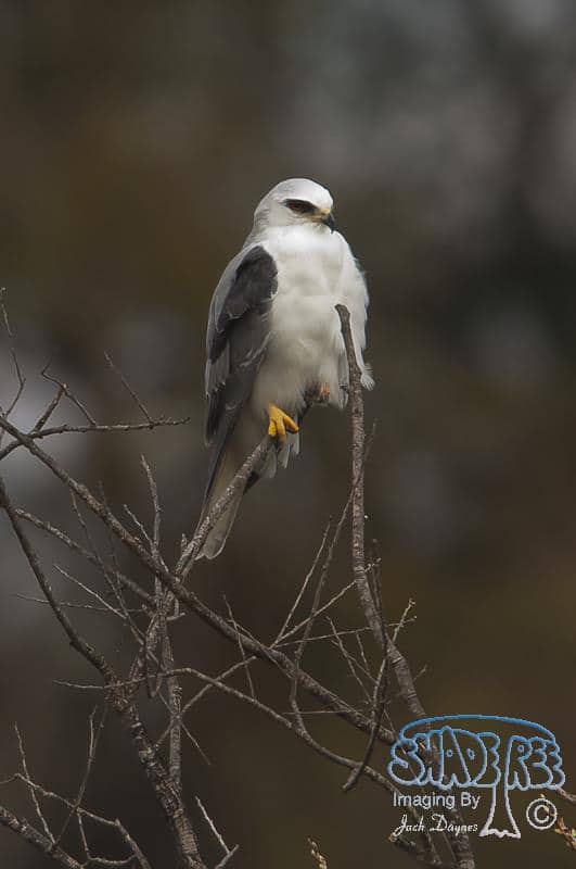 White-tailed Kite - Elanus leucurus