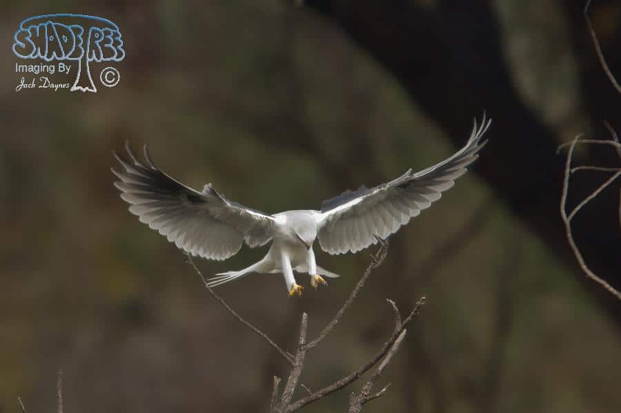 White-tailed Kite - Elanus leucurus