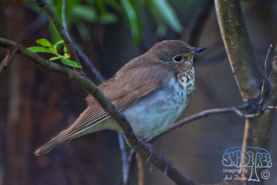 Swainson's Thrush - Catharus ustulatus