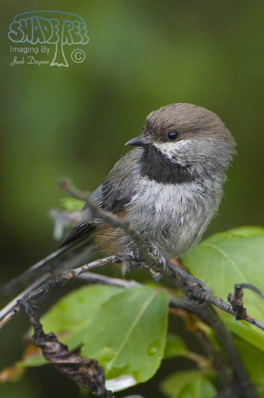Boreal Chickadee - Poecile hudsonicus