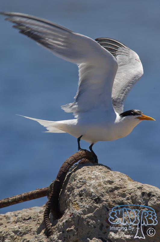 Elegant Tern - Thalasseus elegans
