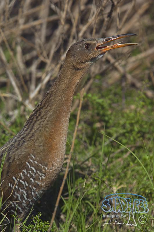 Ridgway’s Rail (Clapper Rail) - Rallus obsoletus