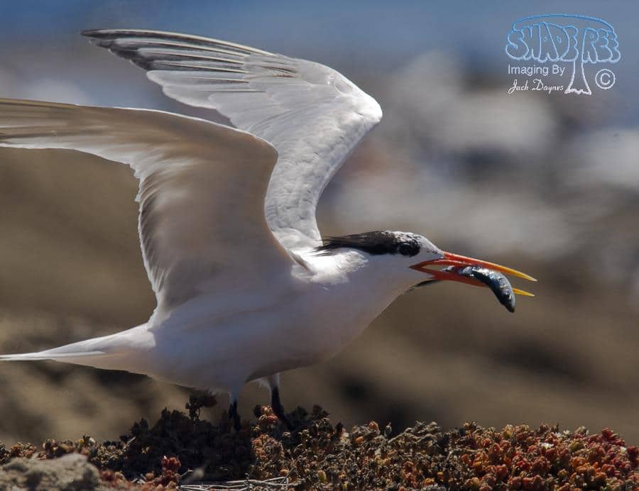 Elegant Tern - Thalasseus elegans