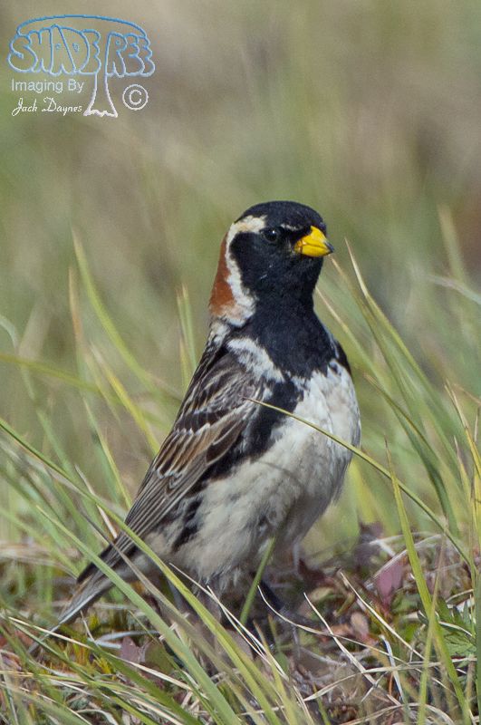 Lapland Longspur - Calcarius lapponicus