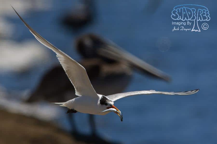 Elegant Tern - Thalasseus elegans