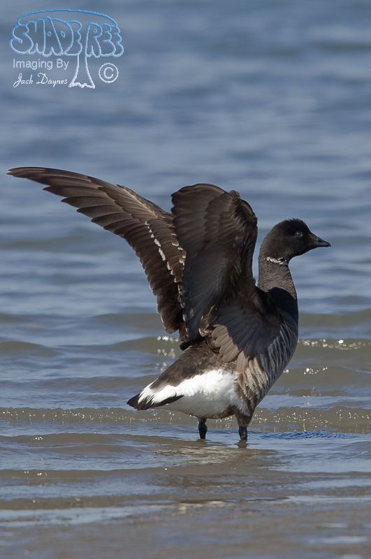 Brant - Branta bernicla