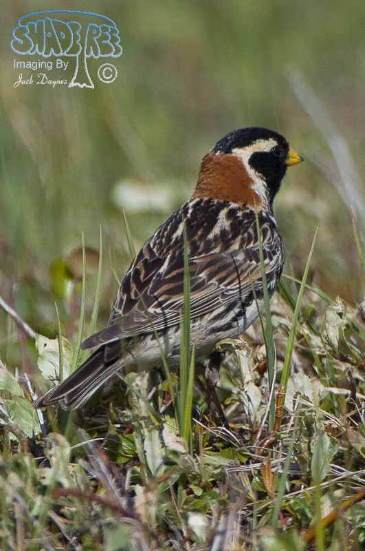 Lapland Longspur - Calcarius lapponicus