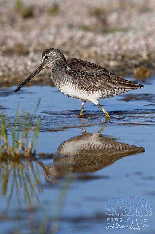 Long-billed Dowitcher - Pluvialis squatarola