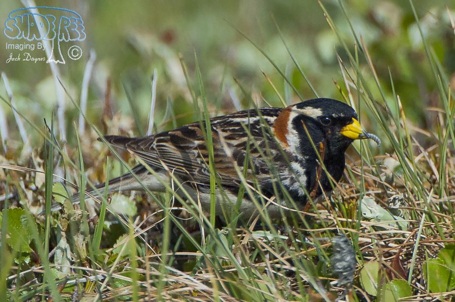 Lapland Longspur - Calcarius lapponicus