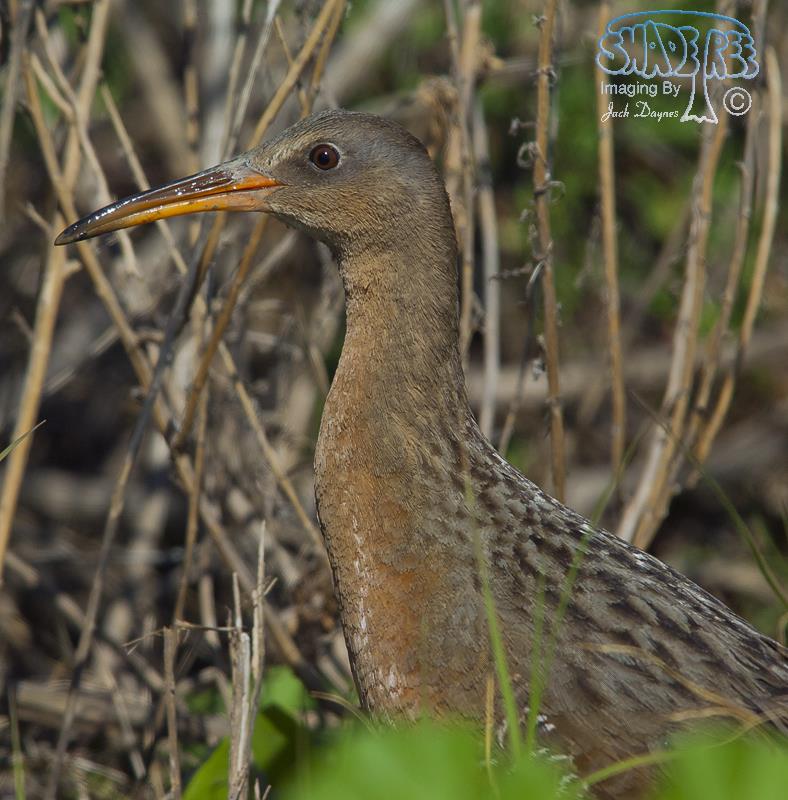 Ridgway’s Rail (Clapper Rail) - Rallus obsoletus