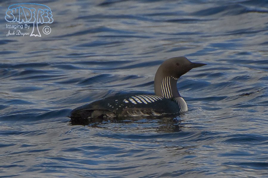 Pacific Loon - Gavia pacifica