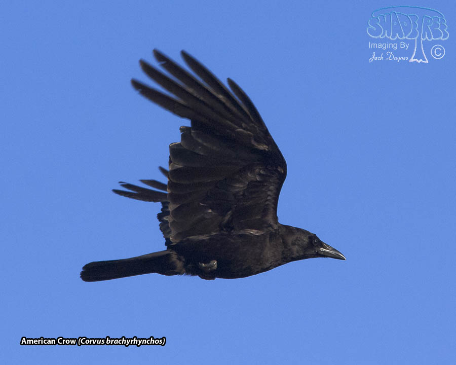 American Crow - Corvus brachyrhynchos