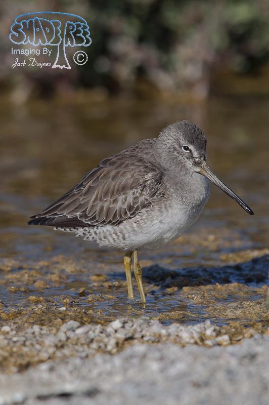 Long-Billed Dowitcher - Limnodromus scolopaceus
