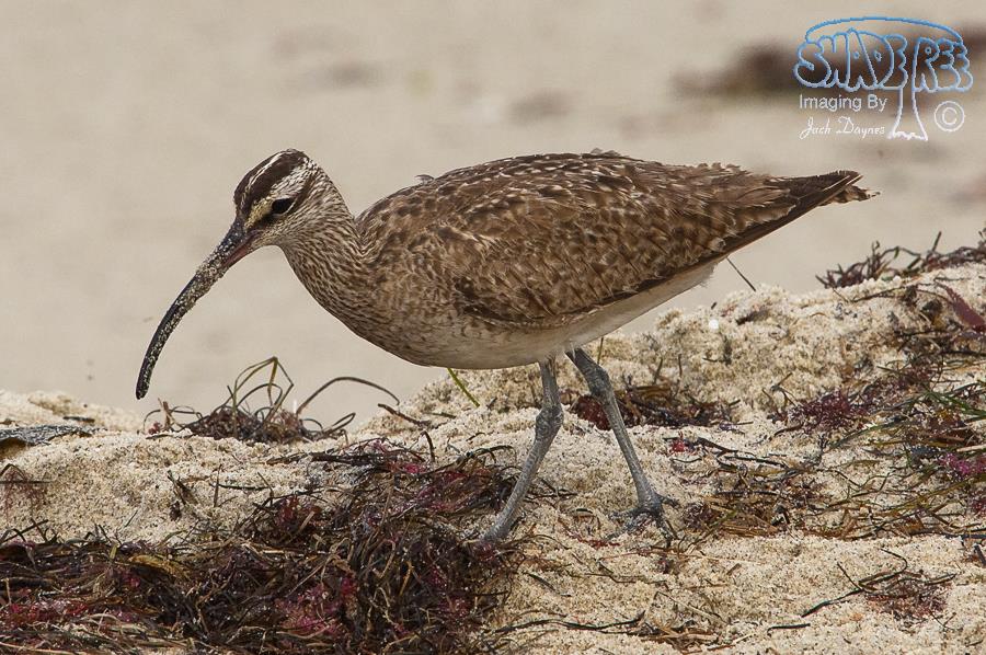 Whimbrel - Numenius phaeopus