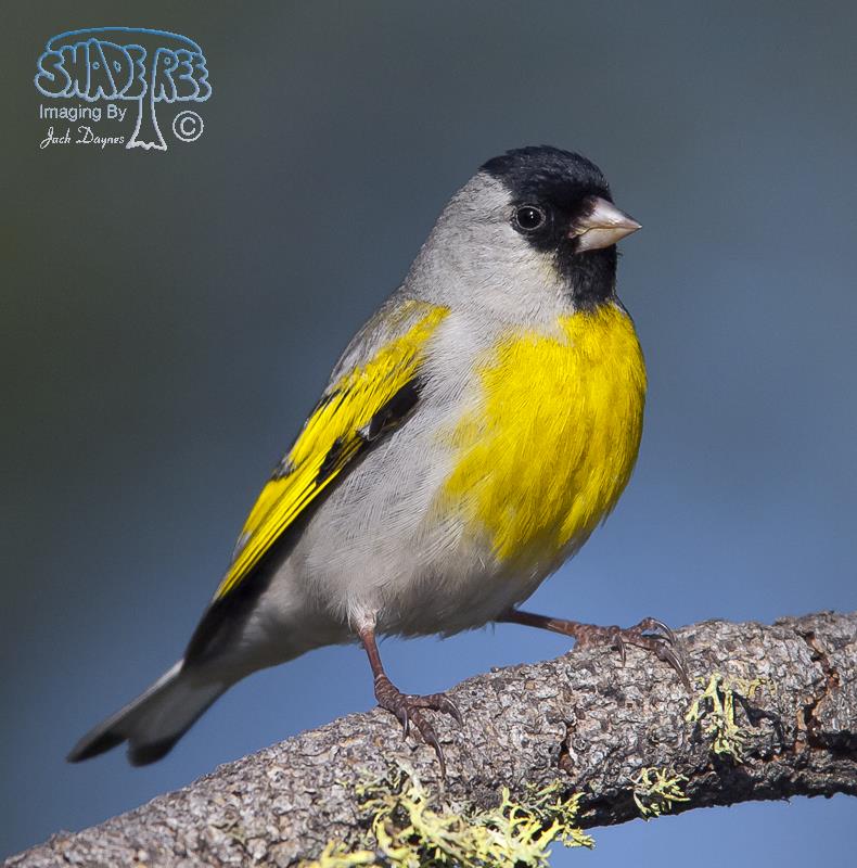 Lawrence's Goldfinch - Carduelis lawrencei
