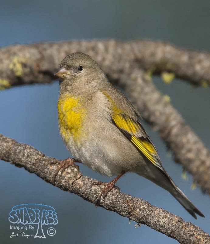 Lawrence's Goldfinch - Carduelis lawrencei