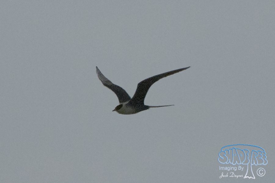 Long-Tailed Jaeger - Stercorarius longicaudus