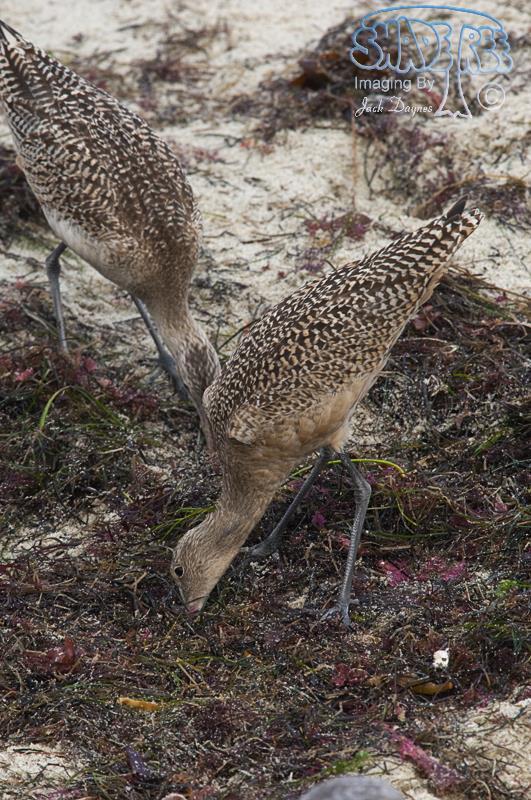 Marbled Godwit - Limosa fedoa