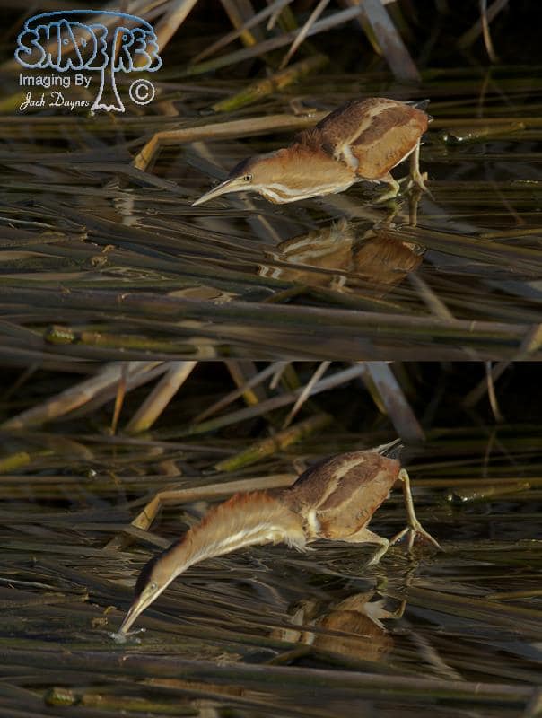Least Bittern - Ixobrychus exilis